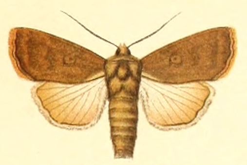 File:Euxoa acuminifera.png