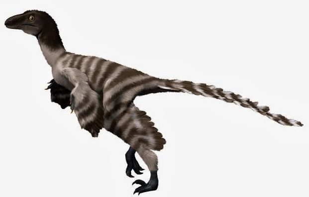 File:Geminiraptor NT.jpg