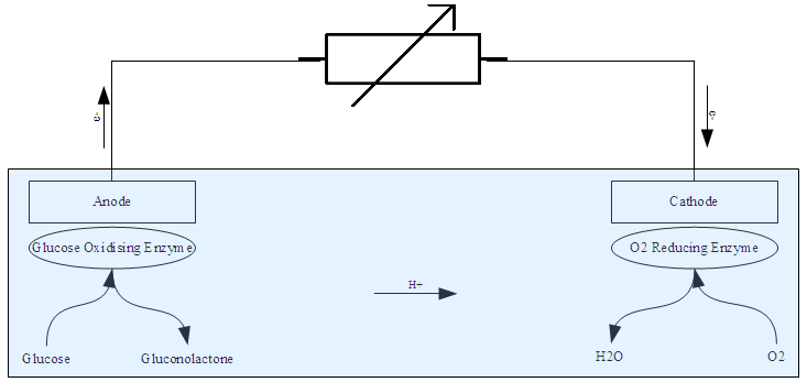 File:General Enzyme Fuel Cell Diagram.png