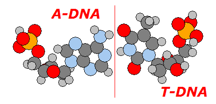 File:Graphic of ADNA bonded to TDNA.png