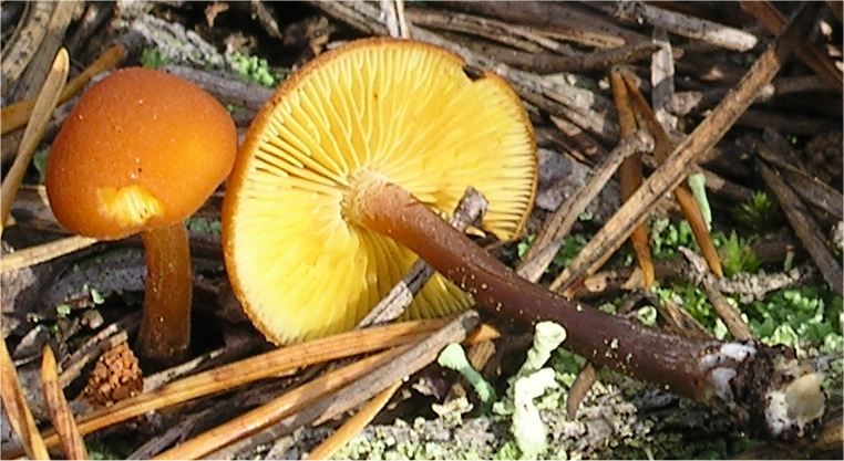 File:Gymnopilus picreus.jpg