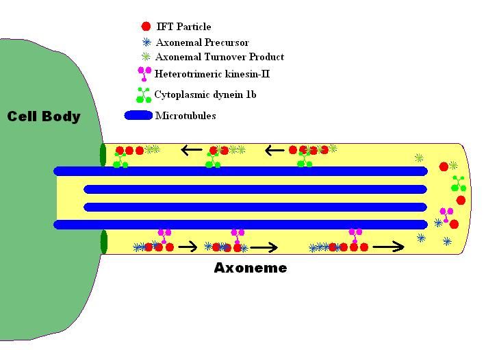 File:IFTsimplified.JPG