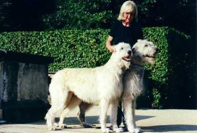 File:IrishWolfhoundPair.jpg