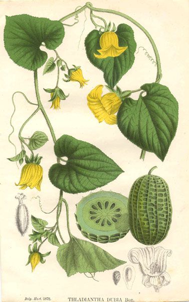 File:La Belgique horticole pl26 Thladiantha dubia.jpg