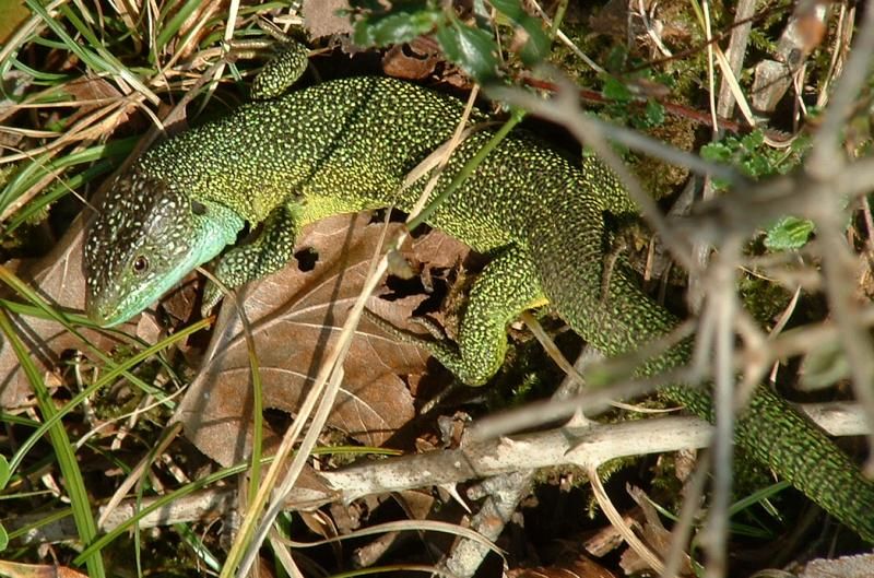 File:Lacerta viridis01.jpg