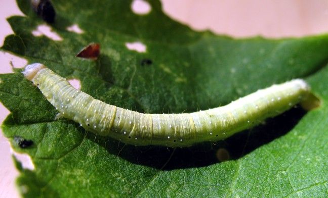 File:Larentia clavaria1.jpg