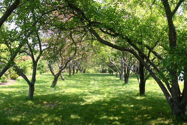 File:Littlefield Garden Trees.jpg