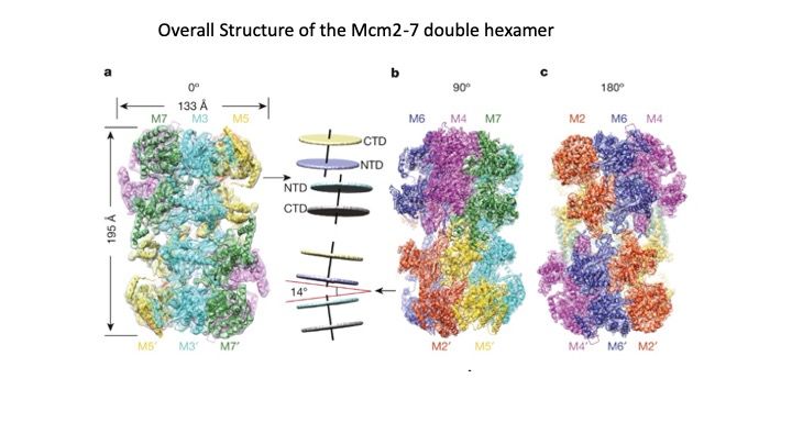 File:MCM DH overall structure.jpg