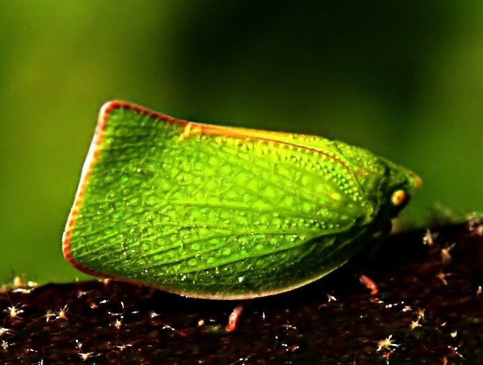 File:Mimicry of Siphanta acuta edit1.jpg