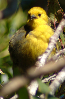 File:Mohua ochrocephala.png