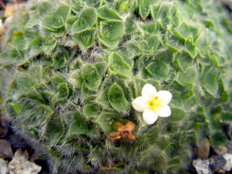 File:Myosotis pulvinaris 2.jpg