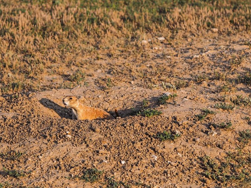 File:Prairie dog at Wind Cave National Park.jpg