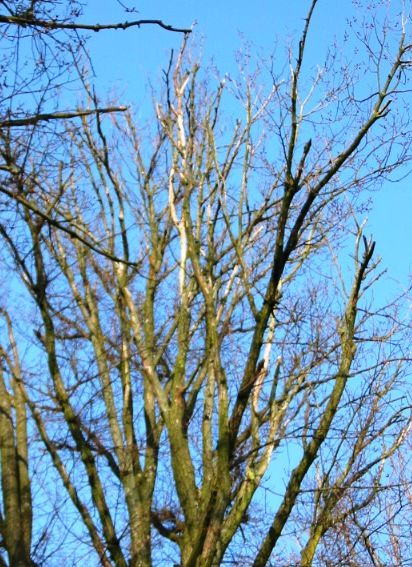 File:RN Ulmus minor Hoersholmiensis Nectria.JPG