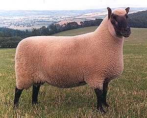 File:Ram of the Clun Forest breed.jpg