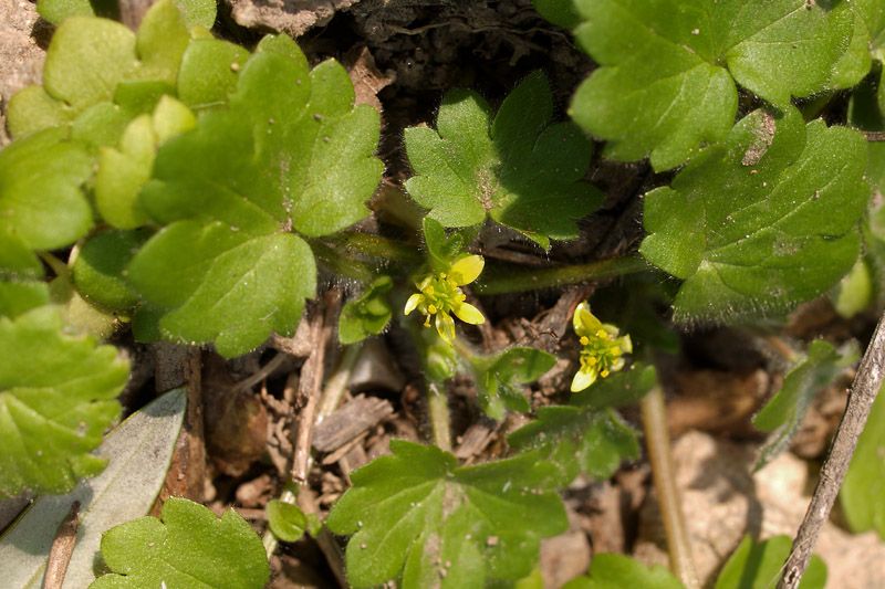 File:Ranunculus chius.jpg