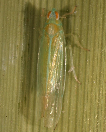 File:Saccharosydne subandina.png