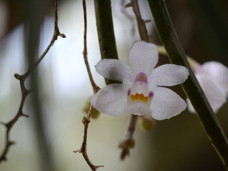 File:Sarcochilus hillii.jpg