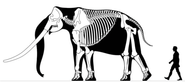 File:Stegodon skeletal.png