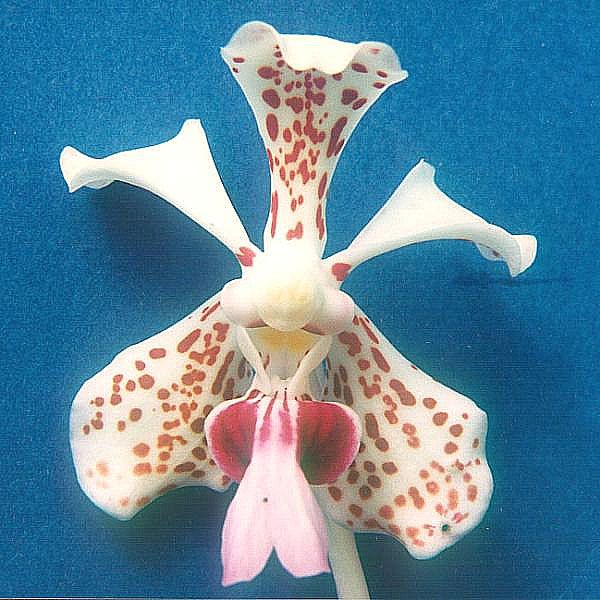 File:Vanda-tricolor-suavis.jpg