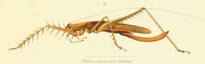 File:Afrophisis carminator (Bolívar, 1906).JPG