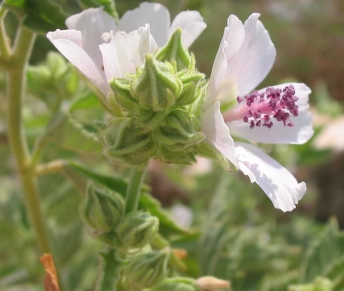 File:Althea officinalis corimbo.jpg