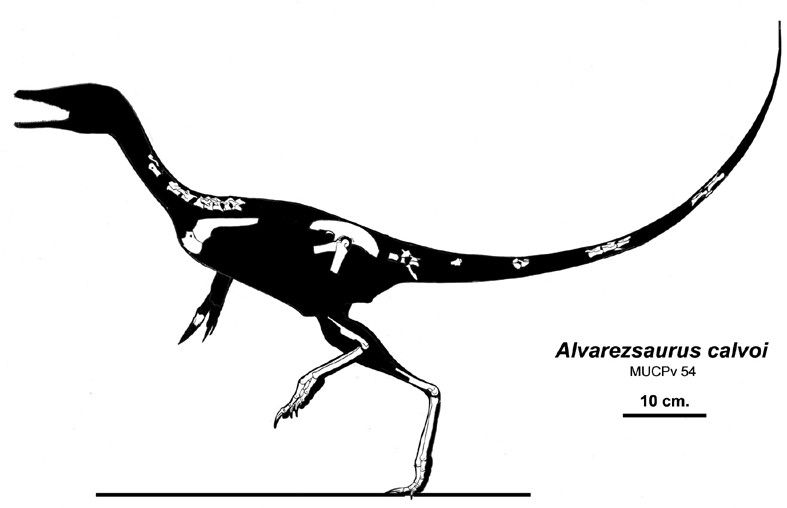 File:Alvarezsaurus Jaime Headden.jpg