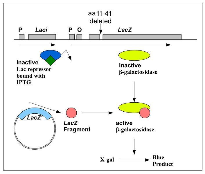 File:Blue white assay Ecoli.jpg