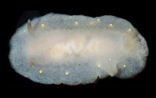 File:Cadlina rumia.png