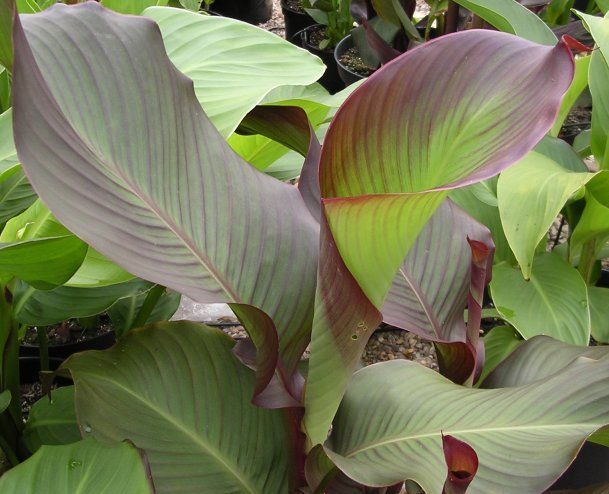 File:Canna Edulis 2003072001 0014.jpg