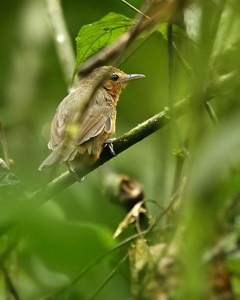 File:Cercomacra tyrannina (female) -NW Ecuador-8.jpg