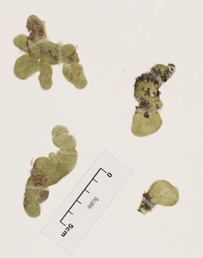 File:Codium cranwelliae Setch. (AM AK237090) (cropped).jpg