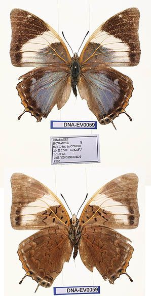 File:EV-0059 Charaxes howarthi = ? Manica (3666506952).jpg