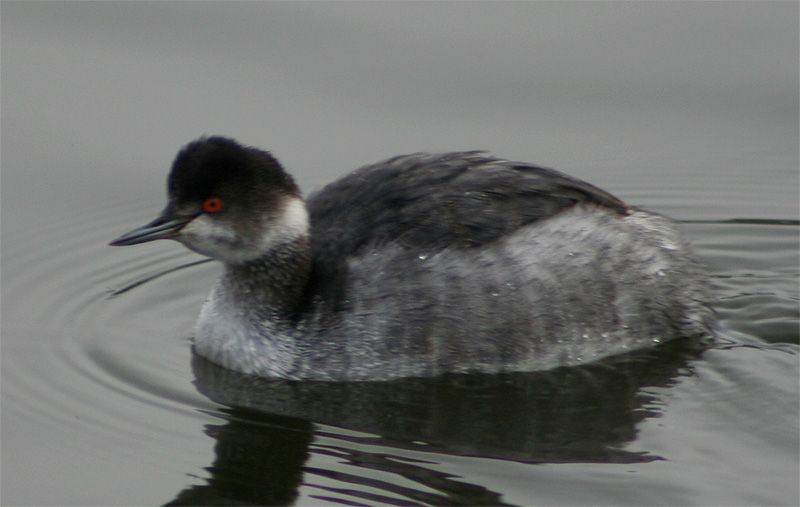 File:Eared Grebe.jpg