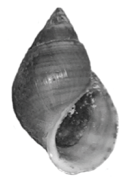 File:Elimia potosiensis shell 2.png