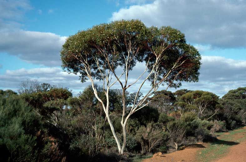 File:Eucalyptus albida habit.jpg