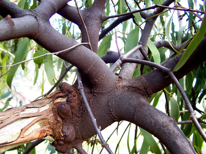 File:Eucalyptus mistletoe.jpg