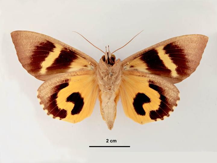 File:Eudocima phalonia male ventral.jpg