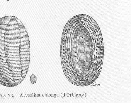 File:FMIB 50030 Alveolina oblonga (d'Orbigny).jpeg