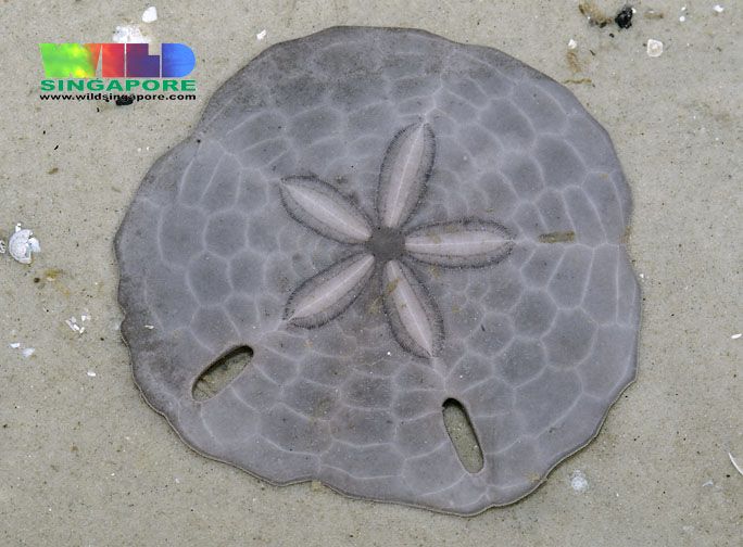 File:Keyhole sand dollar (Echinodiscus sp.).jpg