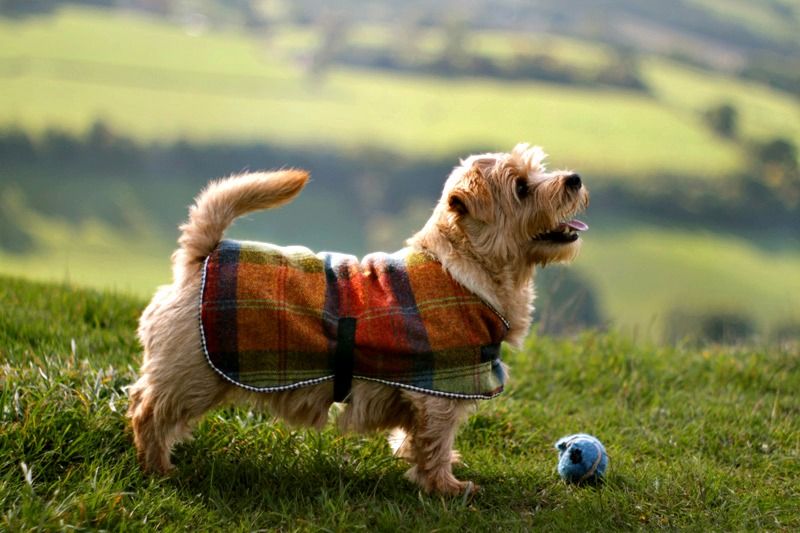 File:Kofi in tartan 1.jpg