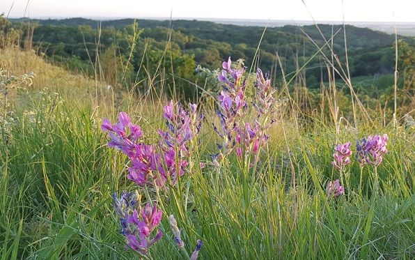 File:Larkspur Loess Hills 596x373.jpg