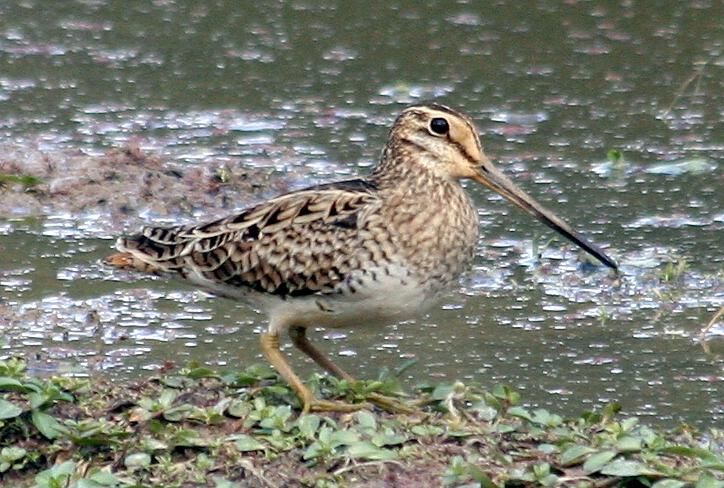 File:Latham's snipe.jpg