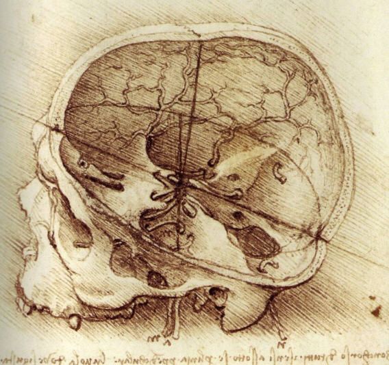 File:Leonardo-skull.jpg