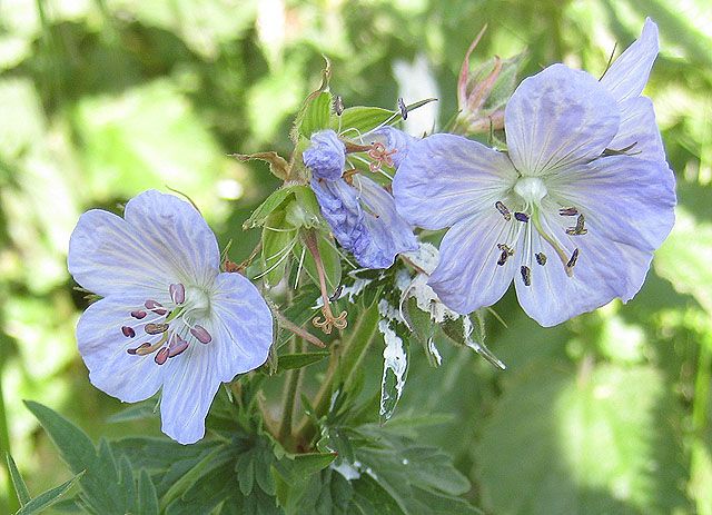 File:Meadow cranesbill - geograph.org.uk - 1335397.jpg