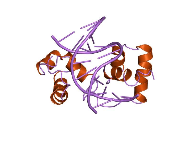 File:PDB 1mse EBI.jpg