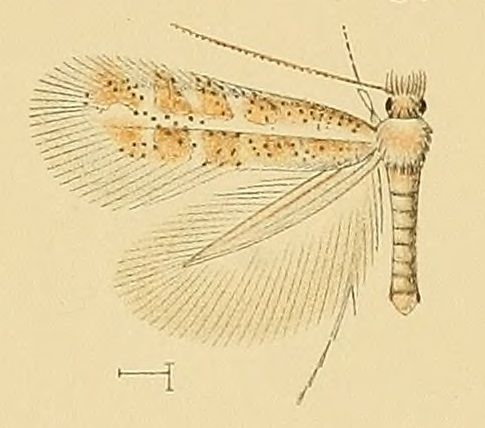 File:Phyllonorycter foliolosi.jpg