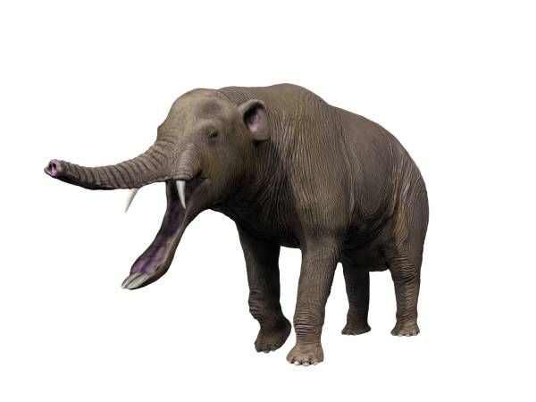 File:Platybelodon NT small.jpg