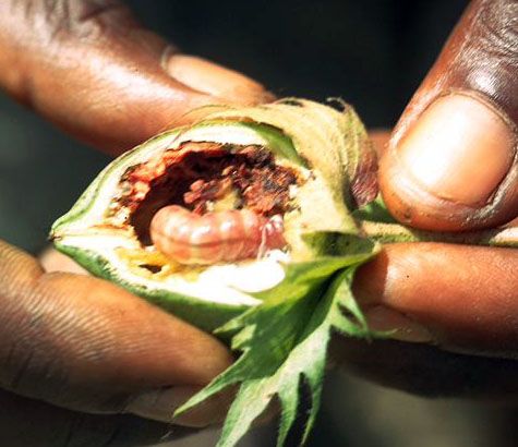 File:Red Bollworm larva in a boll.jpg