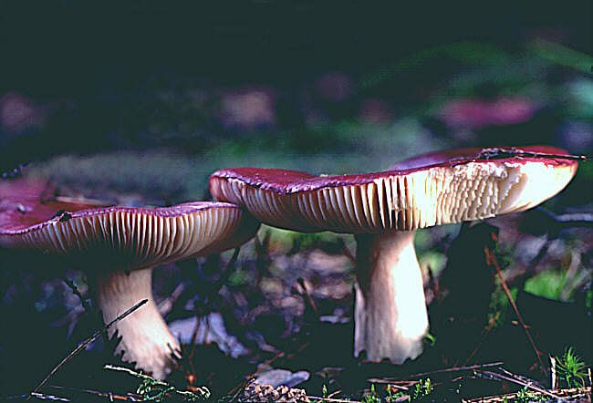 File:Russula amethystina.jpg