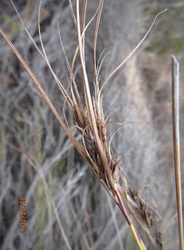 File:S graminifolius inflorescence-1.jpg